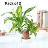 Brazilian Lucky Wood, Mini Home Plant Decorations (Pack of 2)